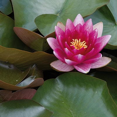A waterlily at Abbotsbury and Bennetts Water Garden